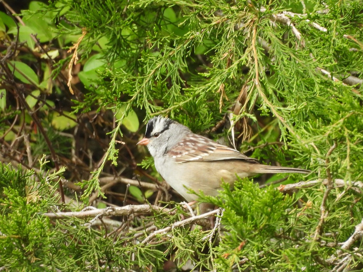 White-crowned Sparrow - Rowan Gray