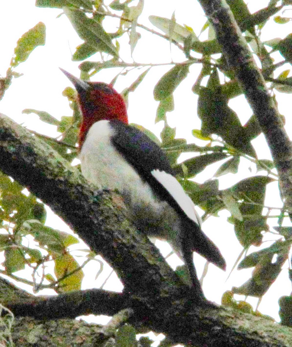 Red-headed Woodpecker - ML618035267