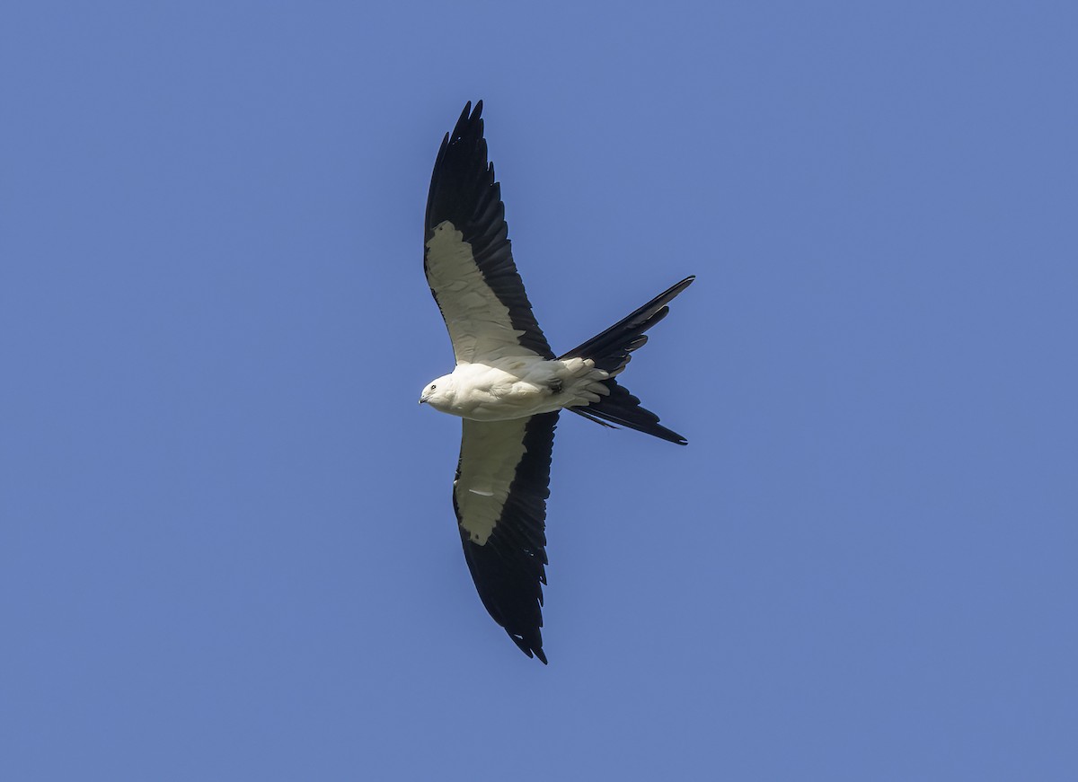 Swallow-tailed Kite - barbara taylor