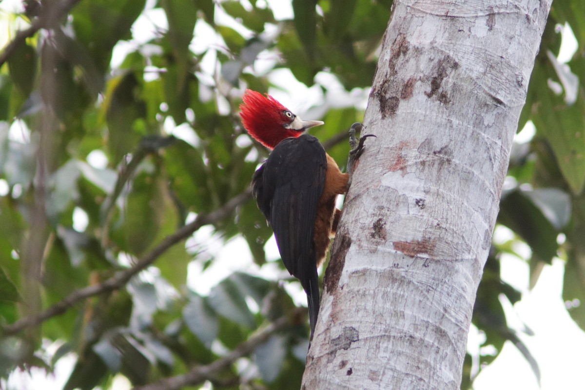 Red-necked Woodpecker - ML618035338