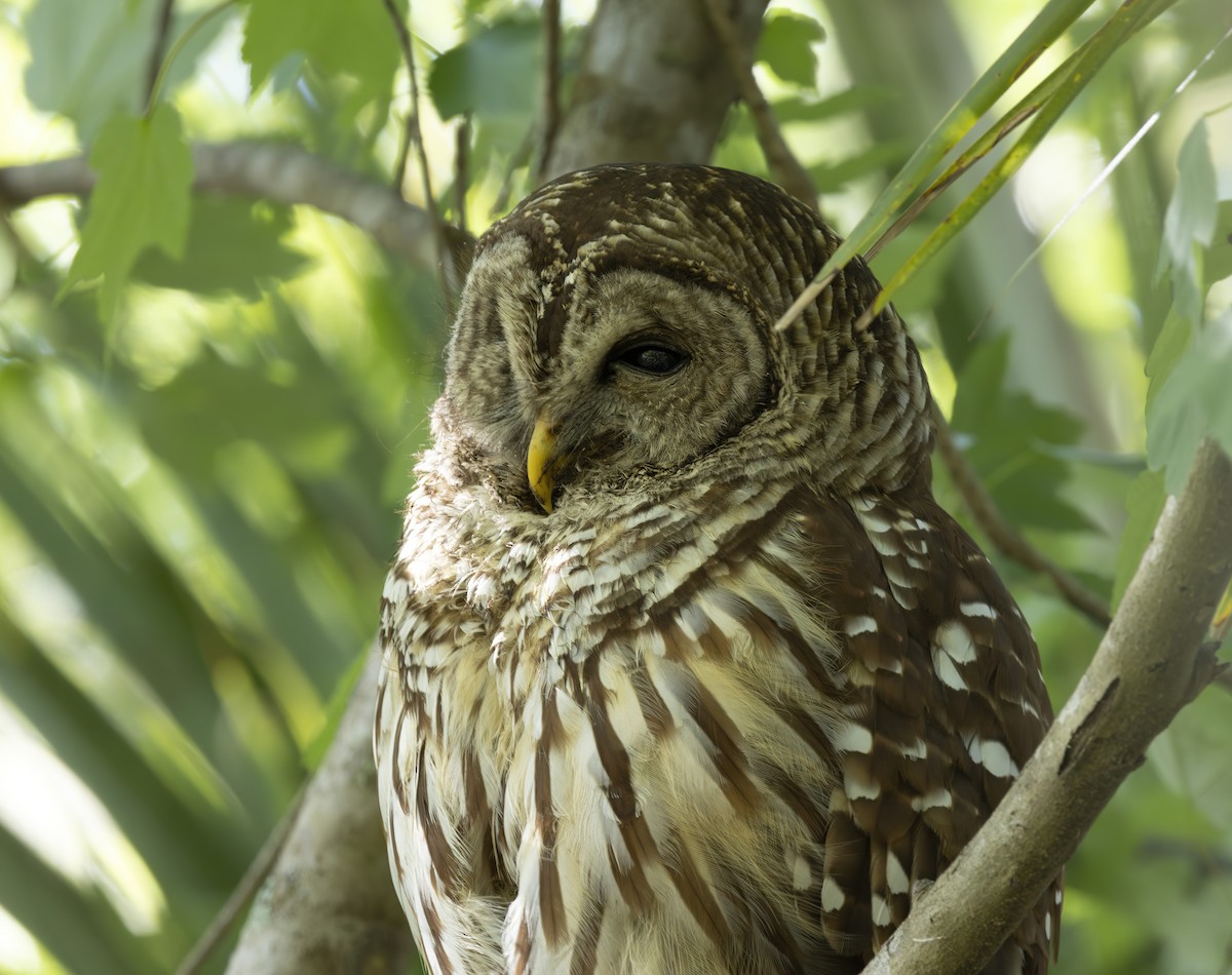 Barred Owl - ML618035341