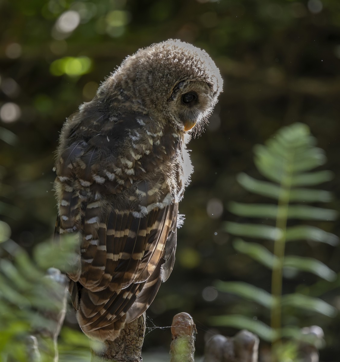 Barred Owl - barbara taylor