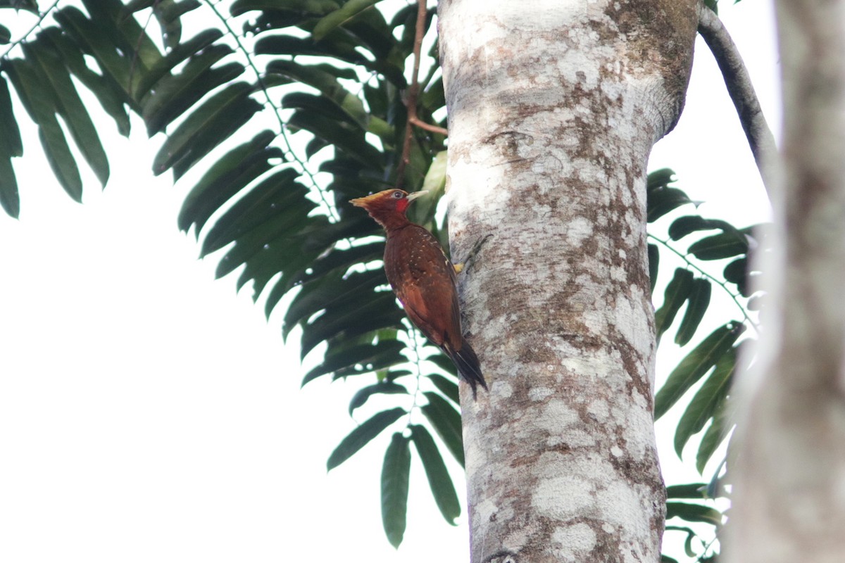 Chestnut Woodpecker - Richard Dunn