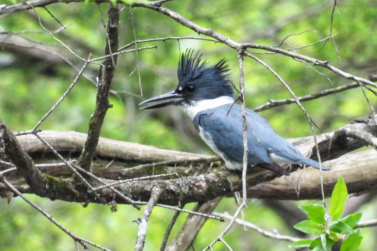 Belted Kingfisher - ML618035349
