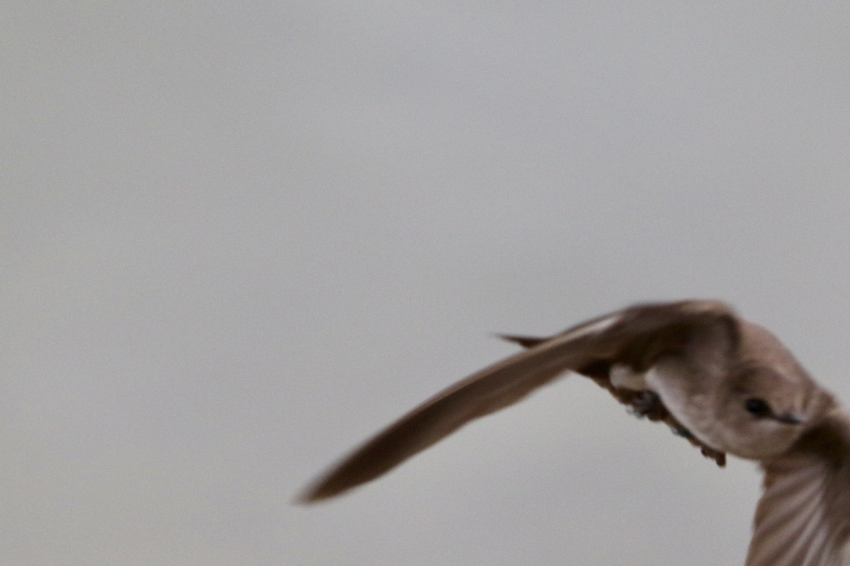 Northern Rough-winged Swallow - Carol Ortenzio