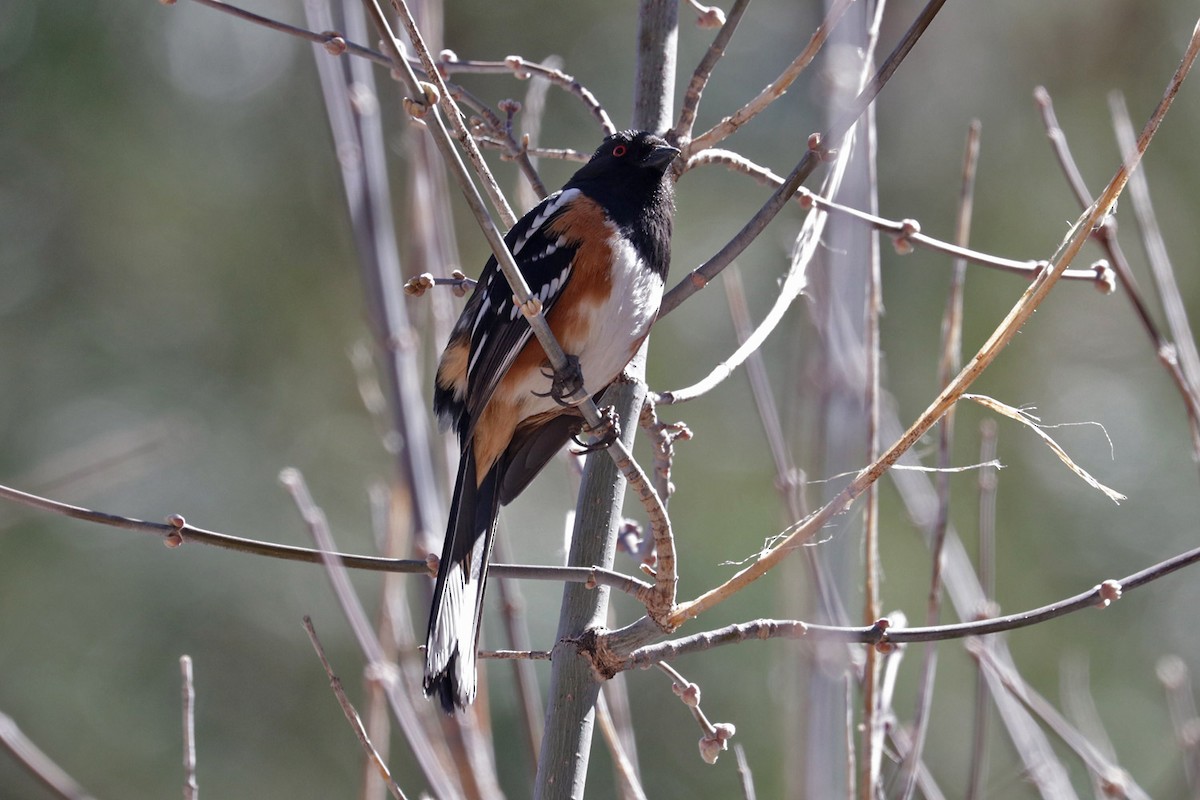 Spotted Towhee (maculatus Group) - ML618035355