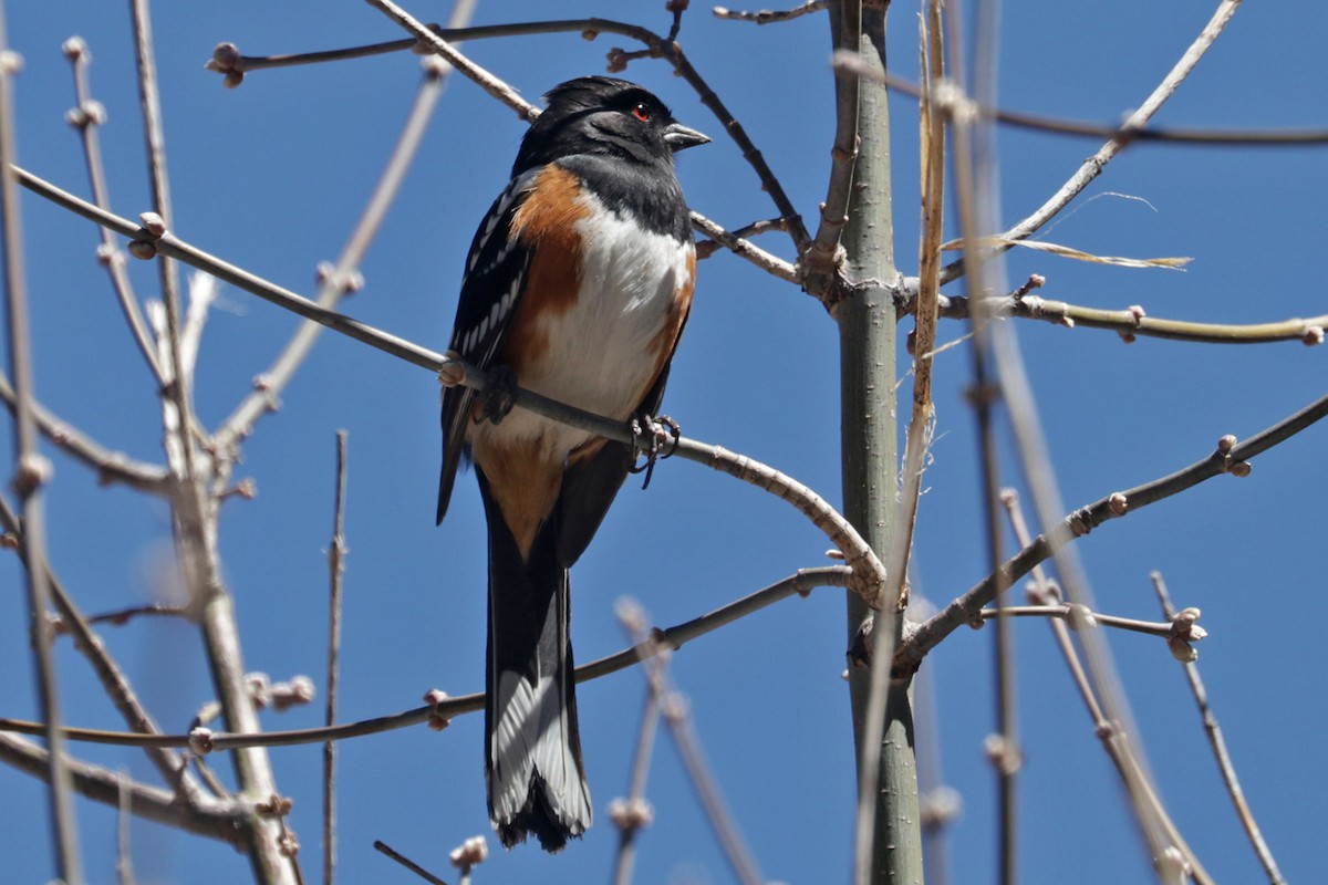 Spotted Towhee (maculatus Group) - Richard Fray