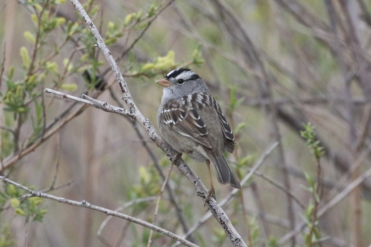 White-crowned Sparrow (Gambel's) - ML618035359