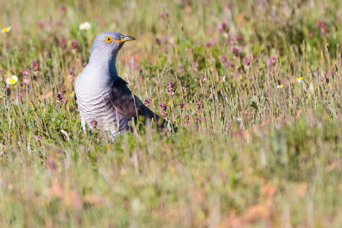 Common Cuckoo - Iker Fernández Martínez