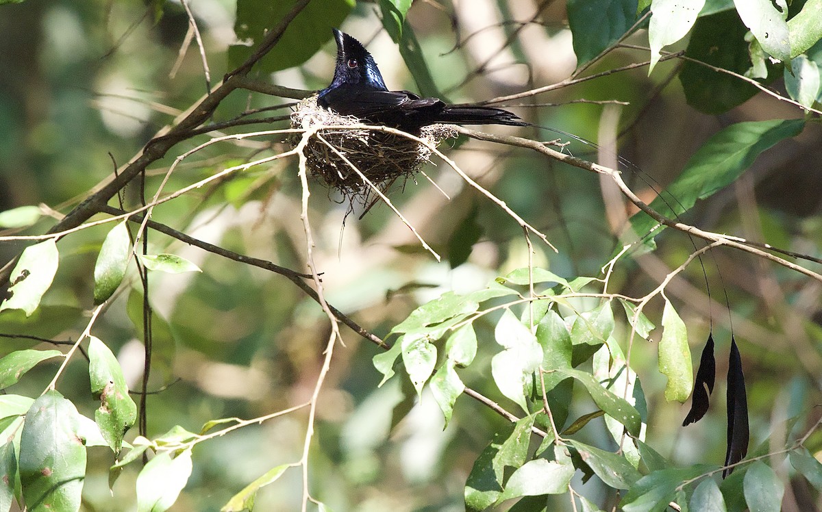Lesser Racket-tailed Drongo - ML618035379