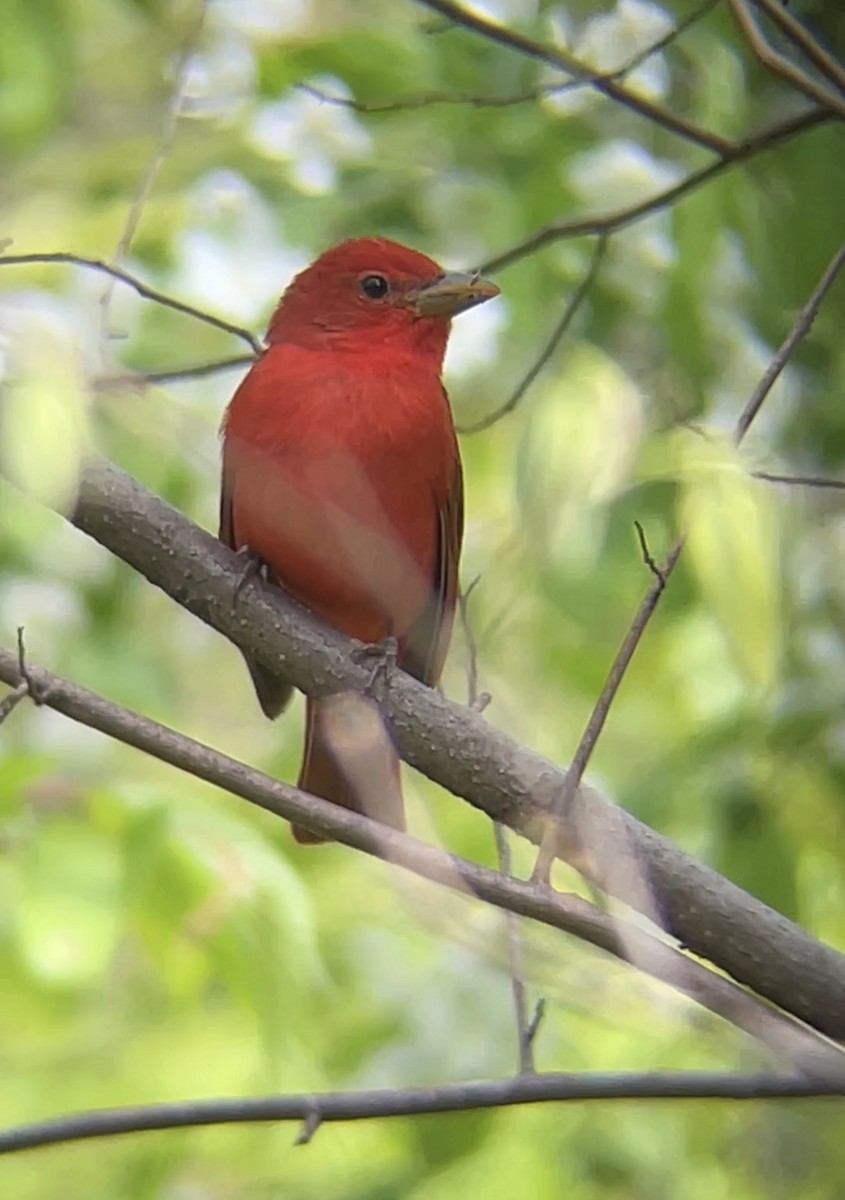 Summer Tanager - MCHL ____