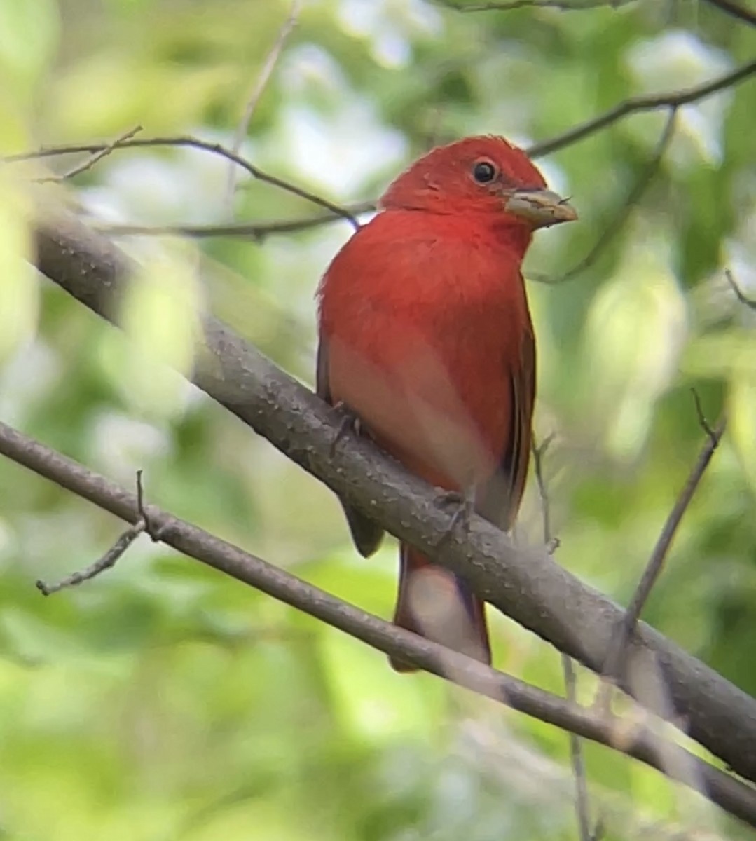 Summer Tanager - MCHL ____