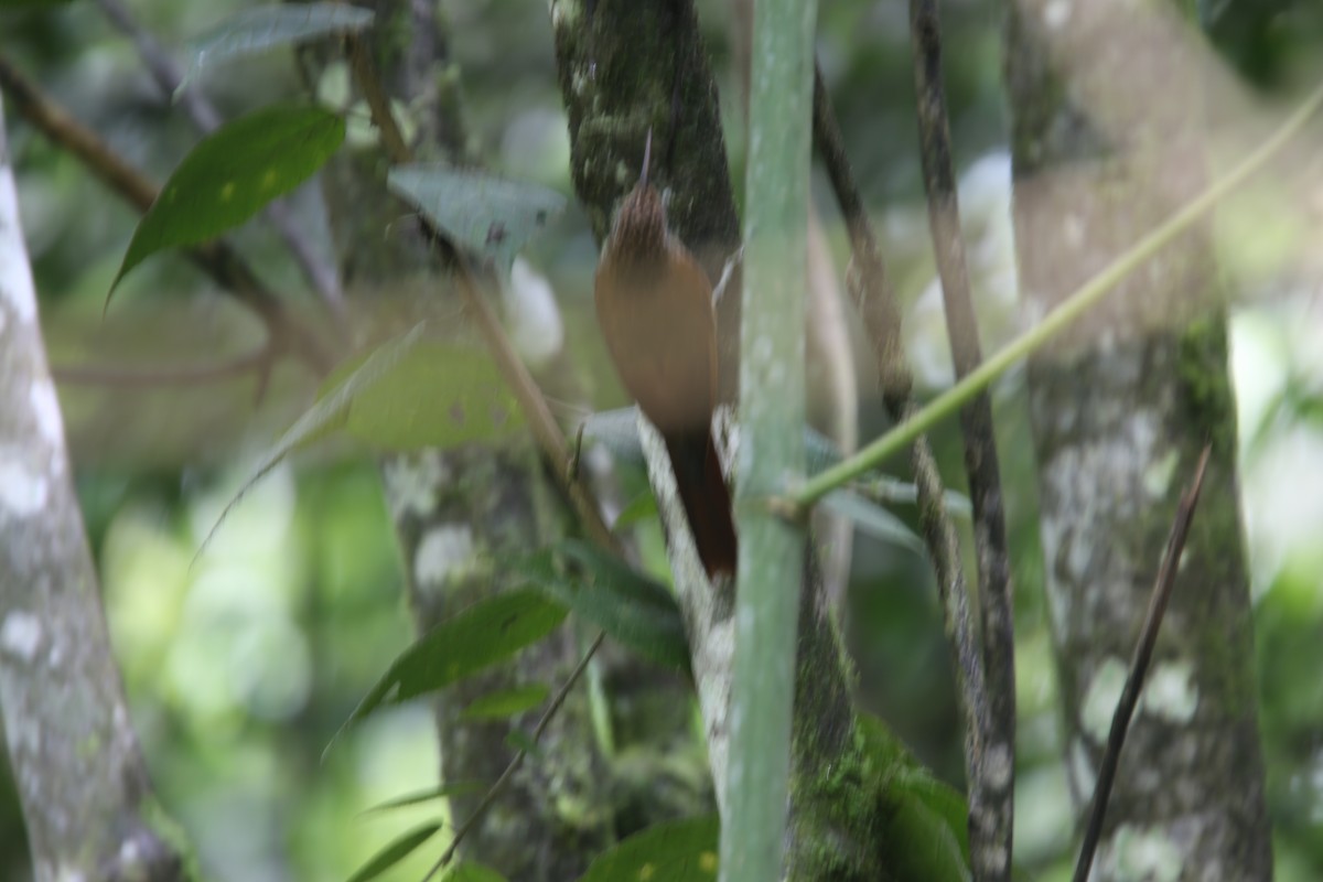 Strong-billed Woodcreeper - ML618035387