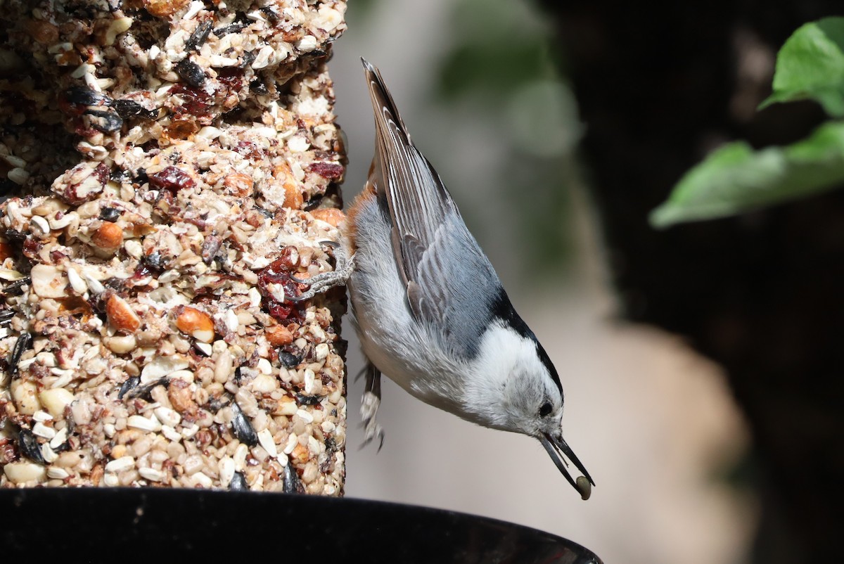White-breasted Nuthatch - ML618035398