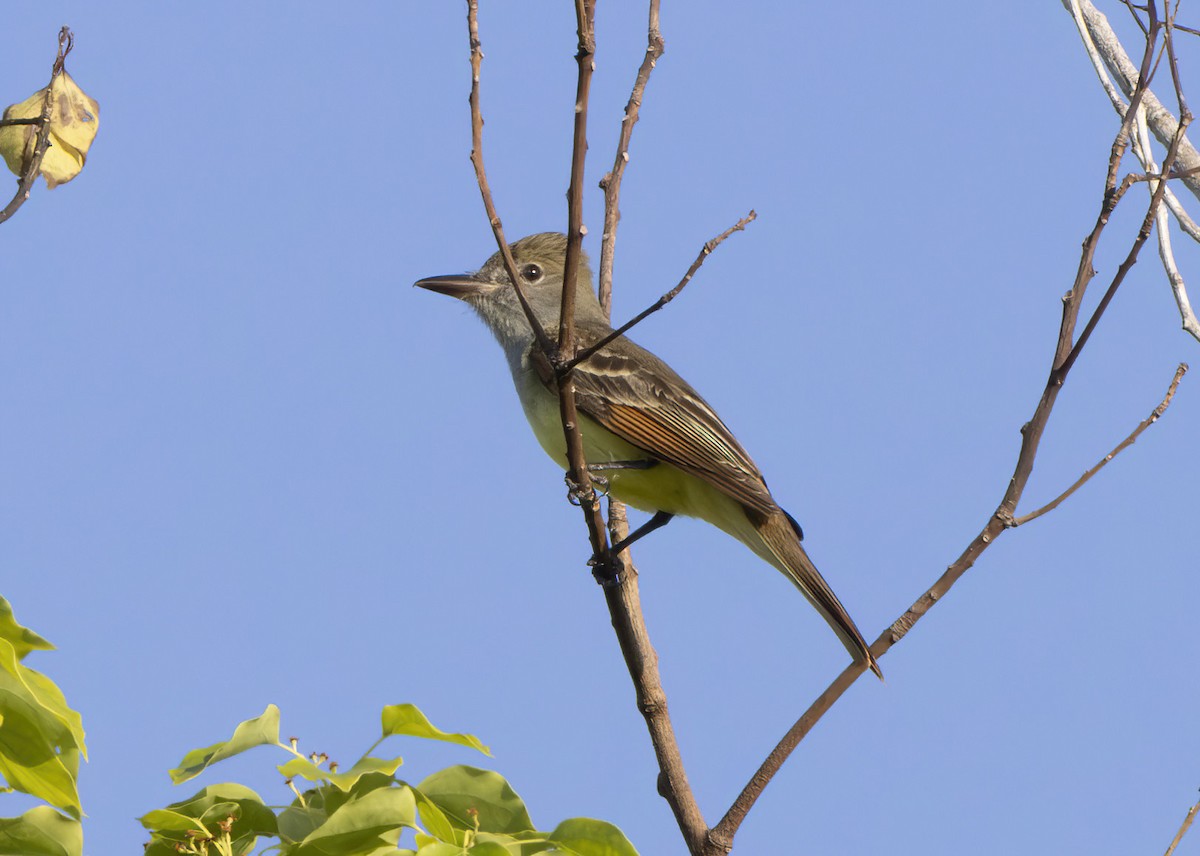 Great Crested Flycatcher - barbara taylor