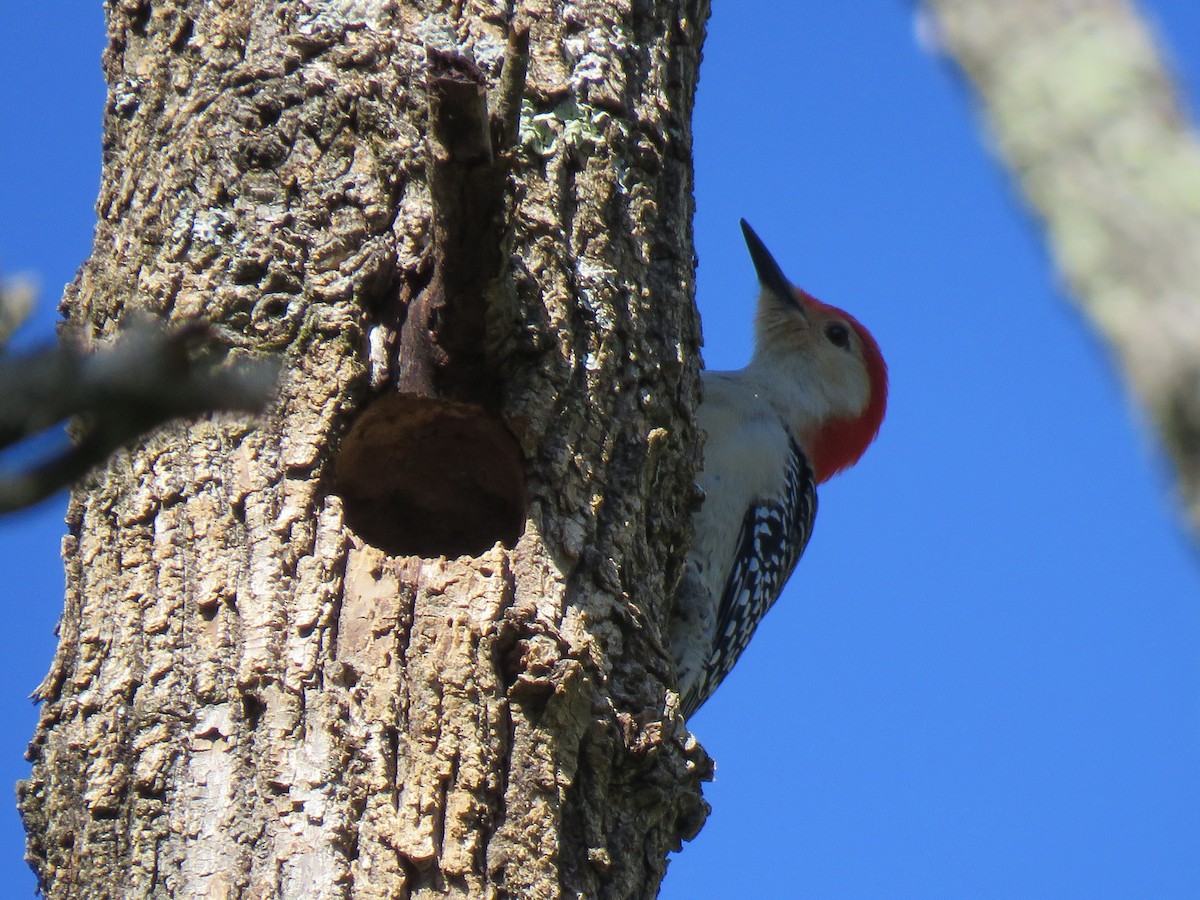 Red-bellied Woodpecker - Debbie Beer