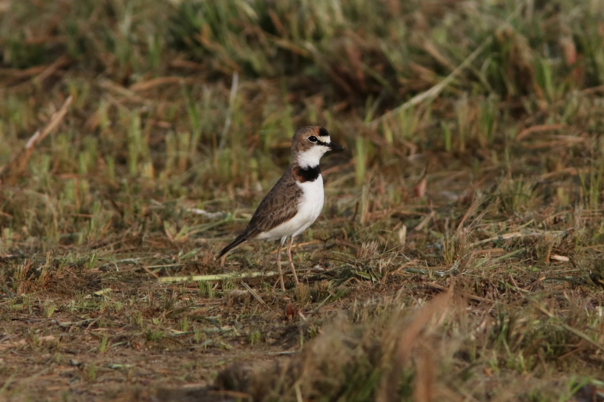 Collared Plover - ML618035424