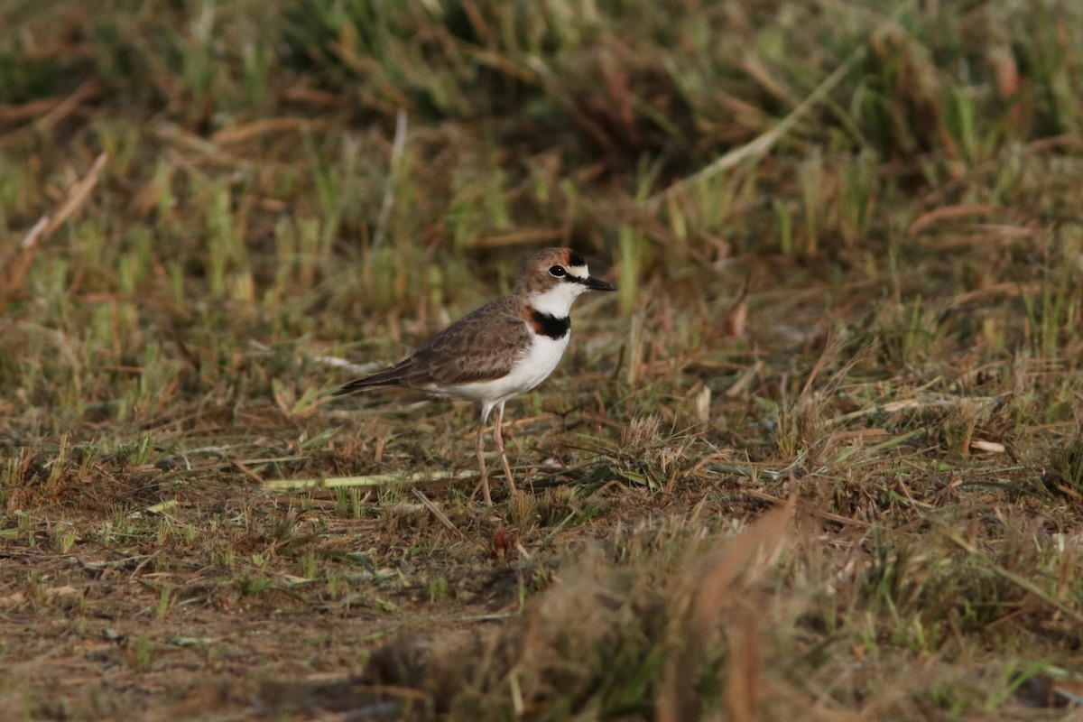 Collared Plover - ML618035425