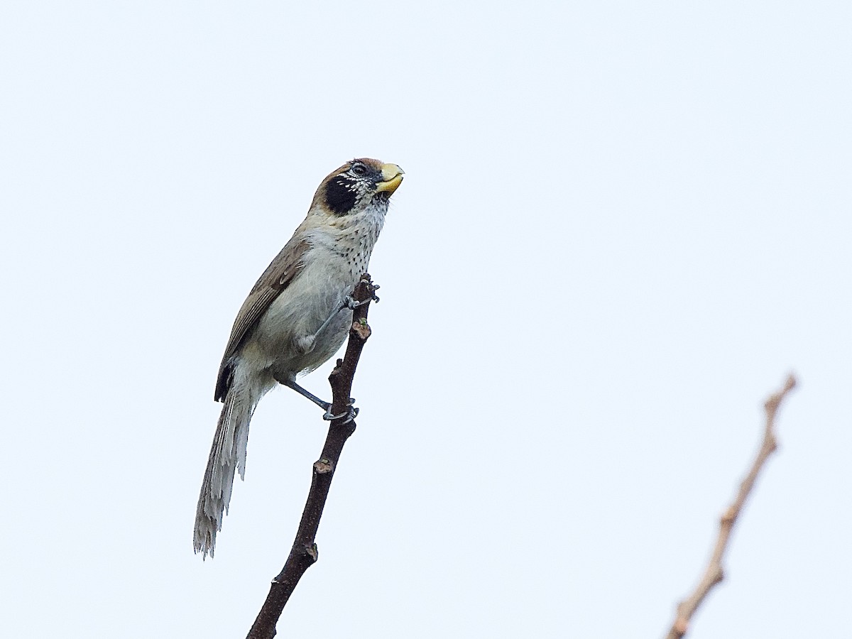 Spot-breasted Parrotbill - Craig Rasmussen