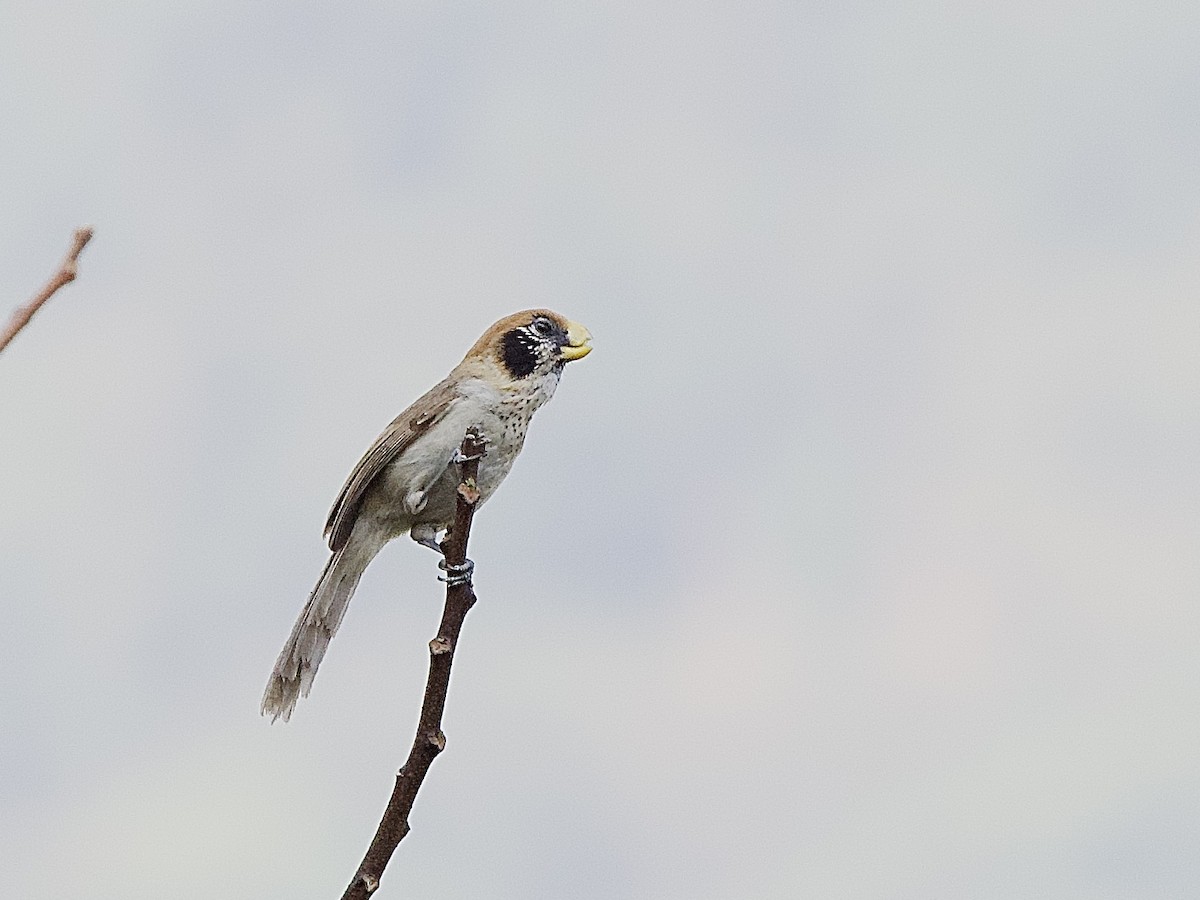 Spot-breasted Parrotbill - Craig Rasmussen