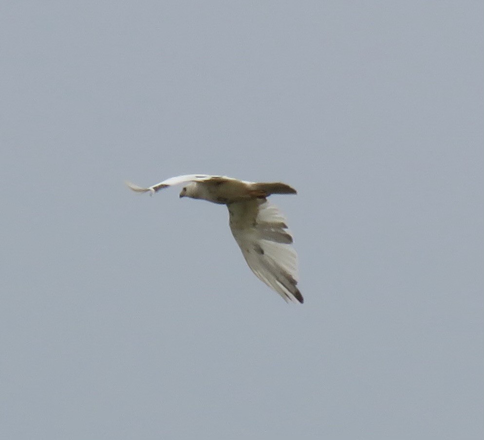 Red-tailed Hawk - Sandy Flokstra