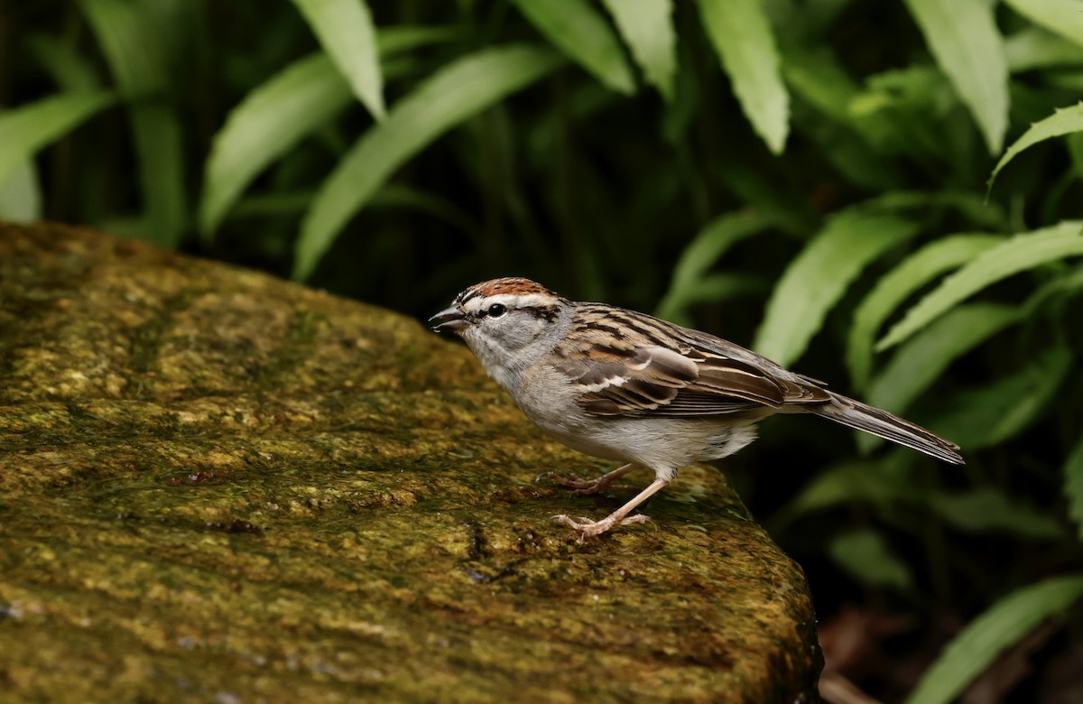 Chipping Sparrow - ML618035473