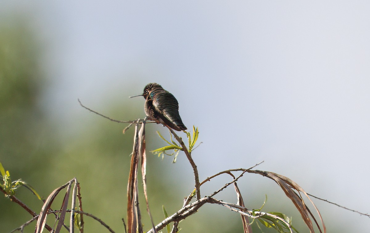 Anna's Hummingbird - ML618035485