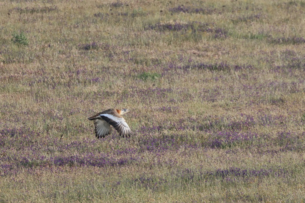 Great Bustard - Brian Gibbons