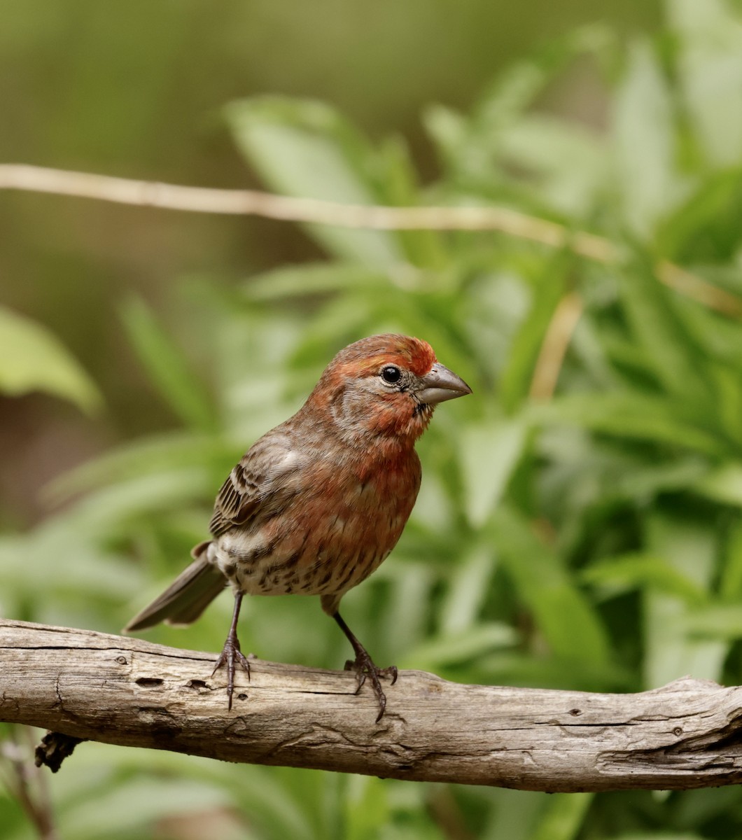House Finch (Common) - ML618035494