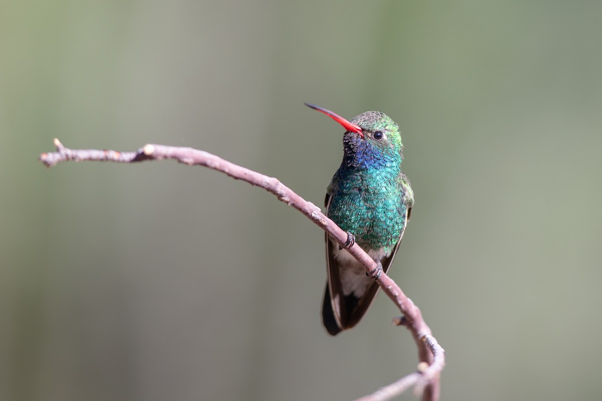 Broad-billed Hummingbird - ML618035509