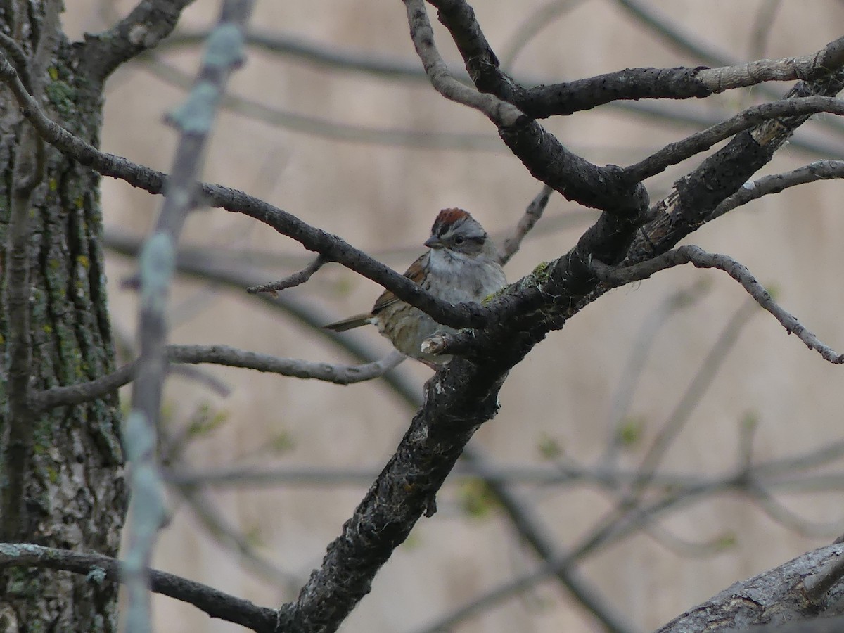 Swamp Sparrow - ML618035518