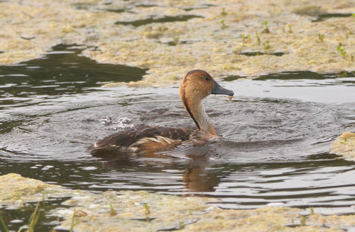 Fulvous Whistling-Duck - ML618035520