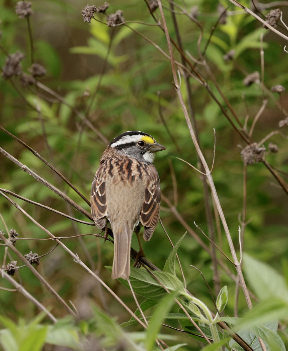 White-throated Sparrow - ML618035529