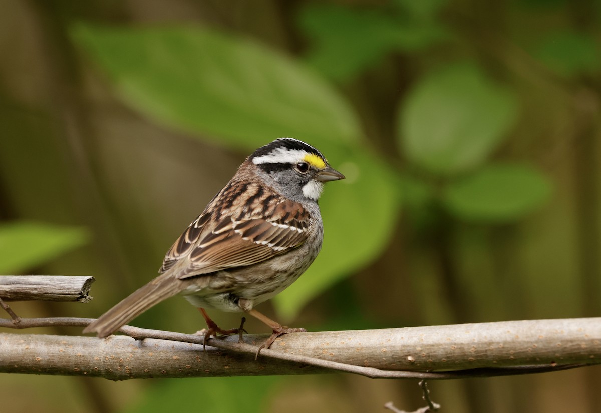 White-throated Sparrow - ML618035530