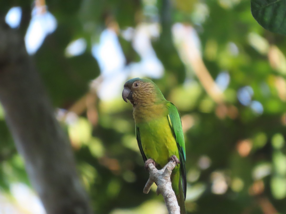 Brown-throated Parakeet - ML618035567