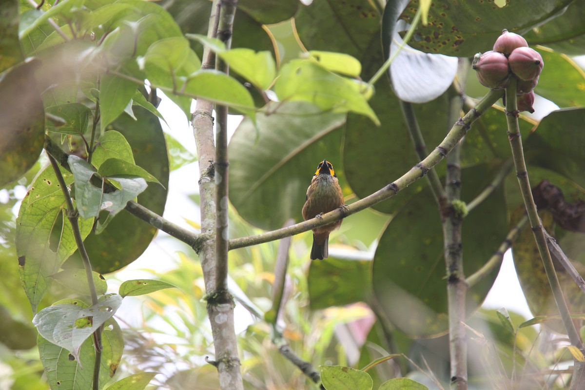 Flame-faced Tanager (Yellow-faced) - ML618035590