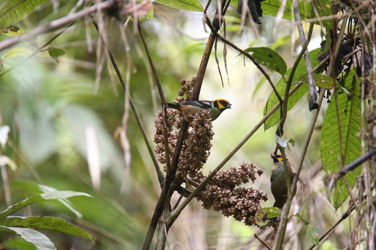 Flame-faced Tanager (Yellow-faced) - ML618035591