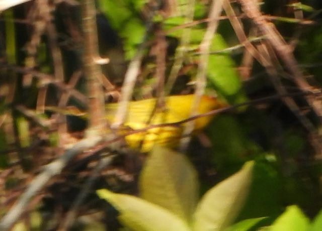 Yellow Warbler - ML618035643