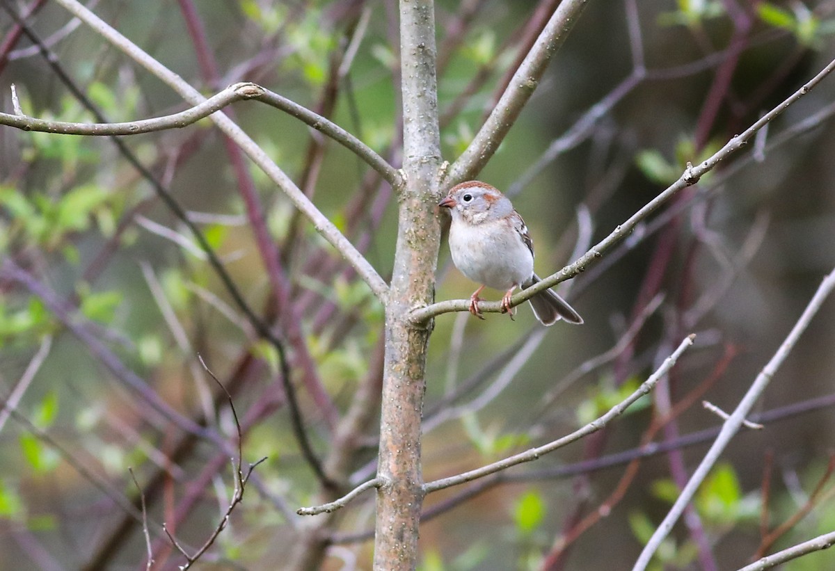Field Sparrow - Debbie Parker