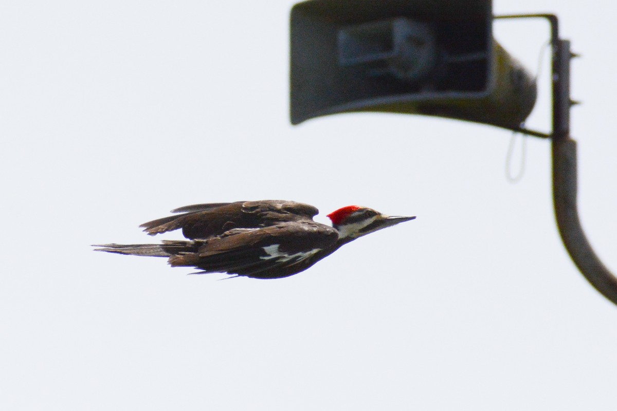 Pileated Woodpecker - ML618035674