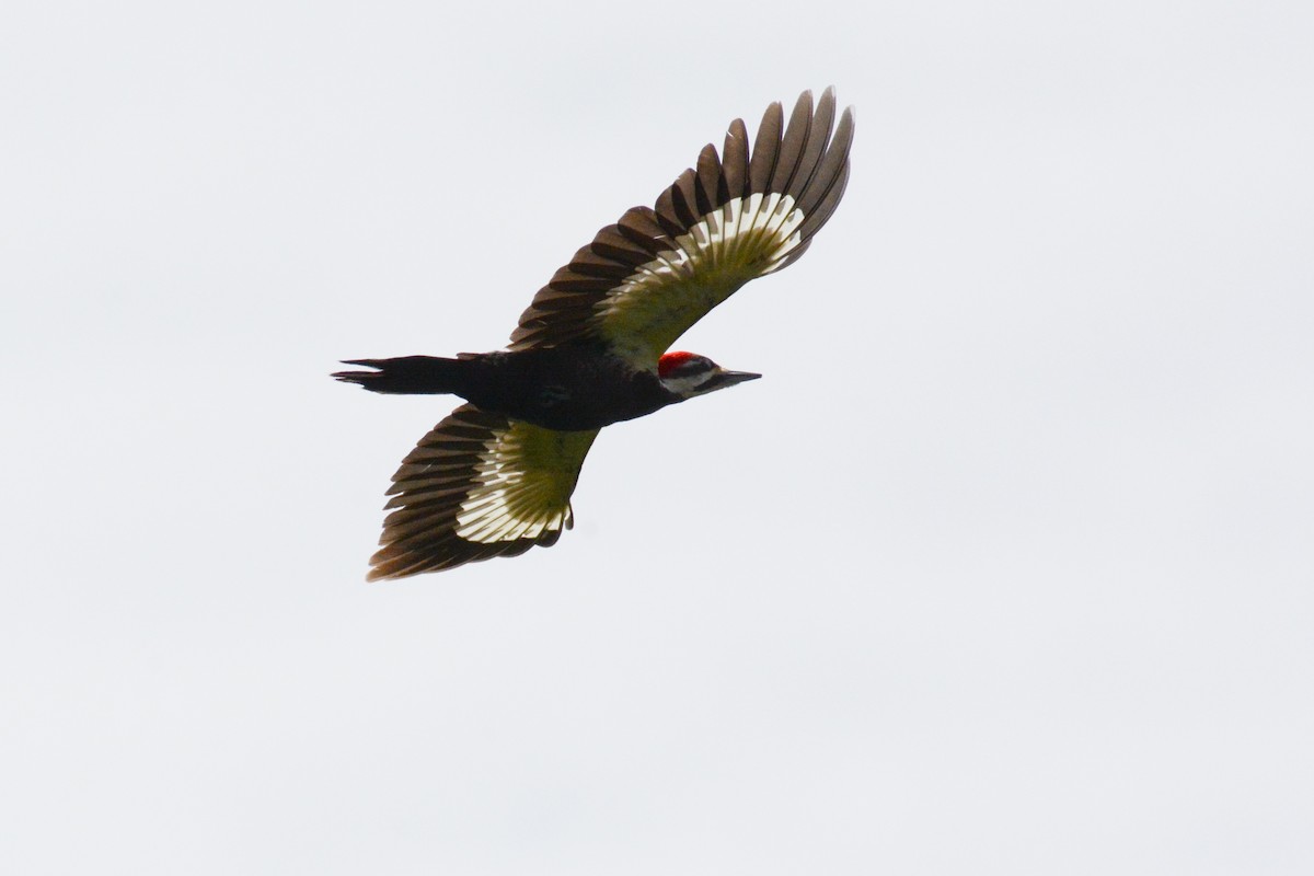 Pileated Woodpecker - ML618035675
