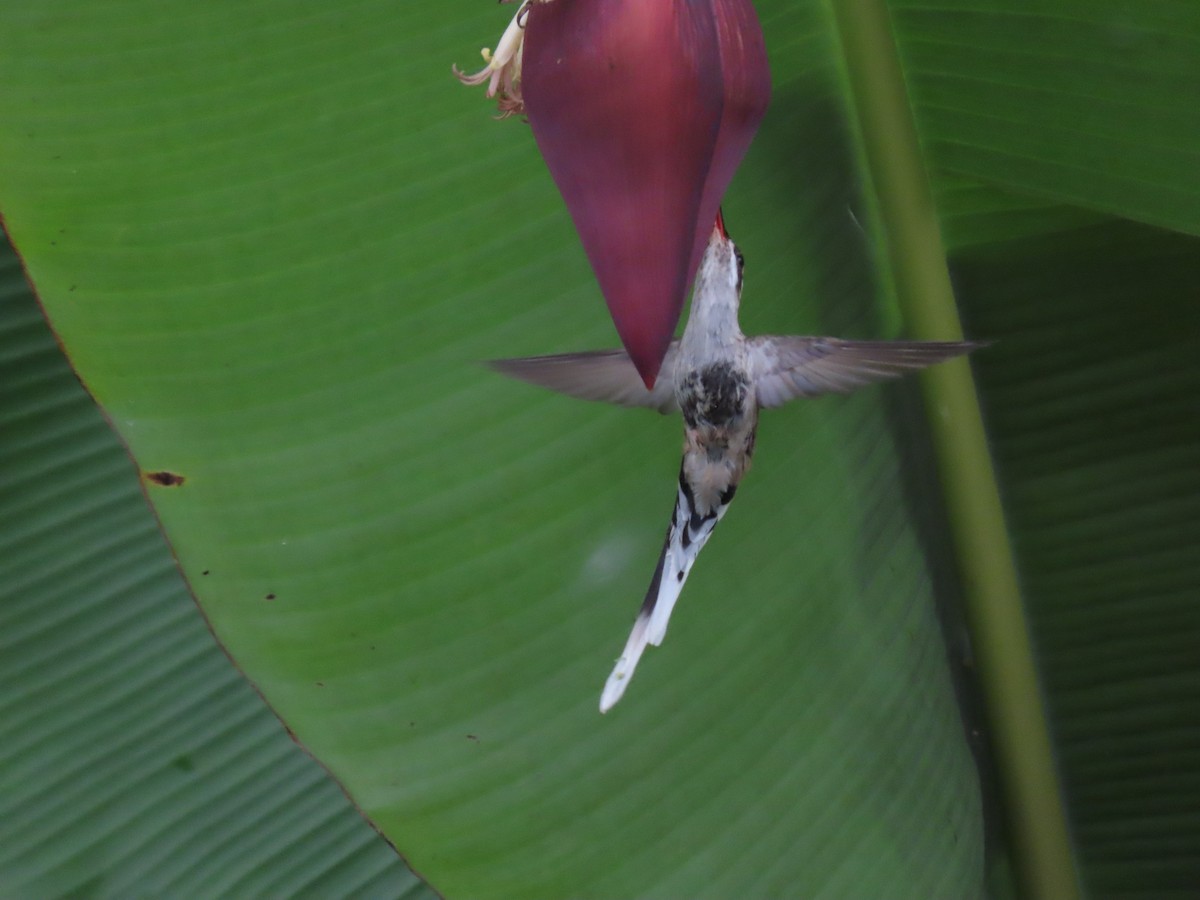 kolibřík tmavotemenný - ML618035677