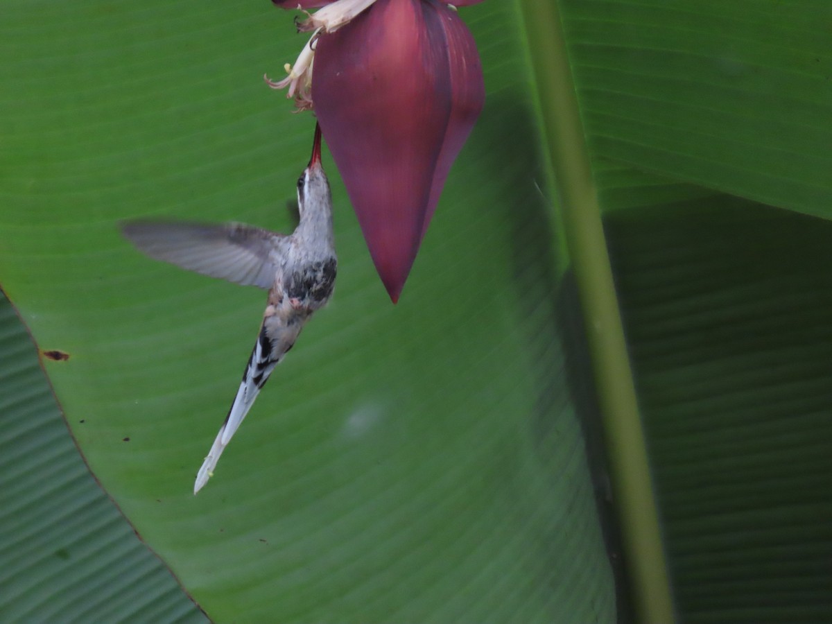 Серобрюхий колибри-отшельник - ML618035679