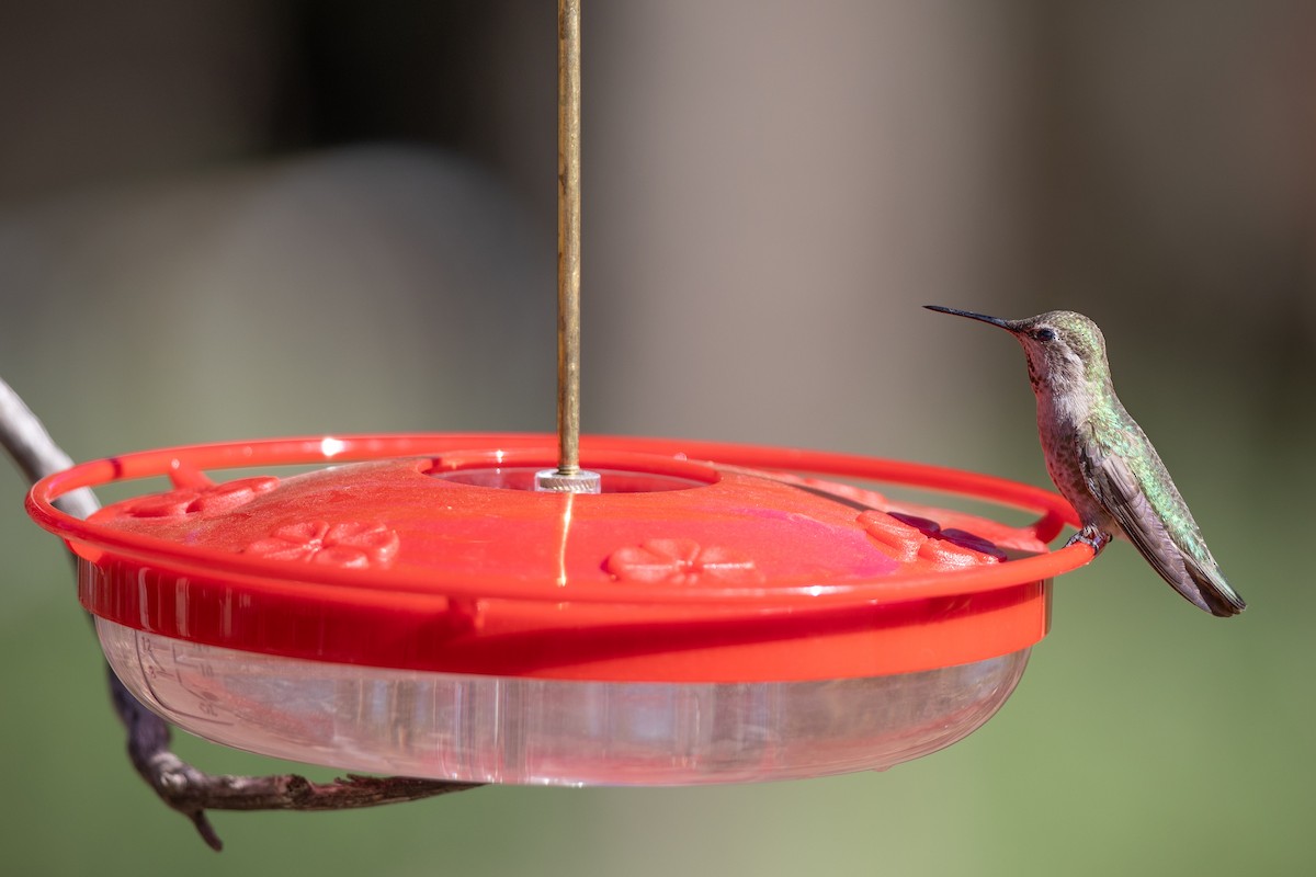 Anna's Hummingbird - ML618035680