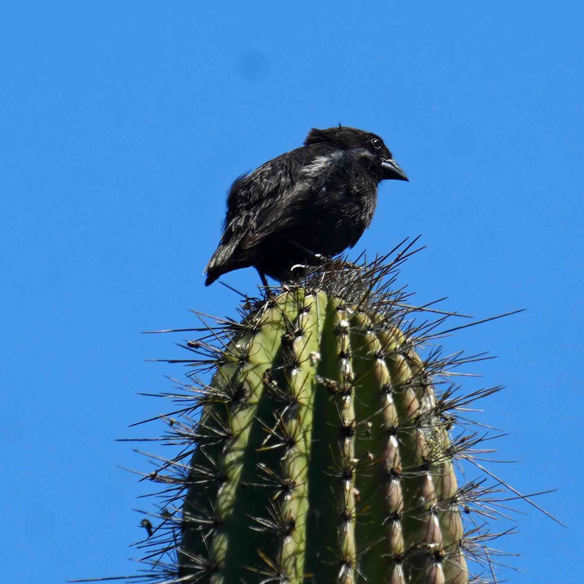 Common Cactus-Finch - Basia Kruszewska