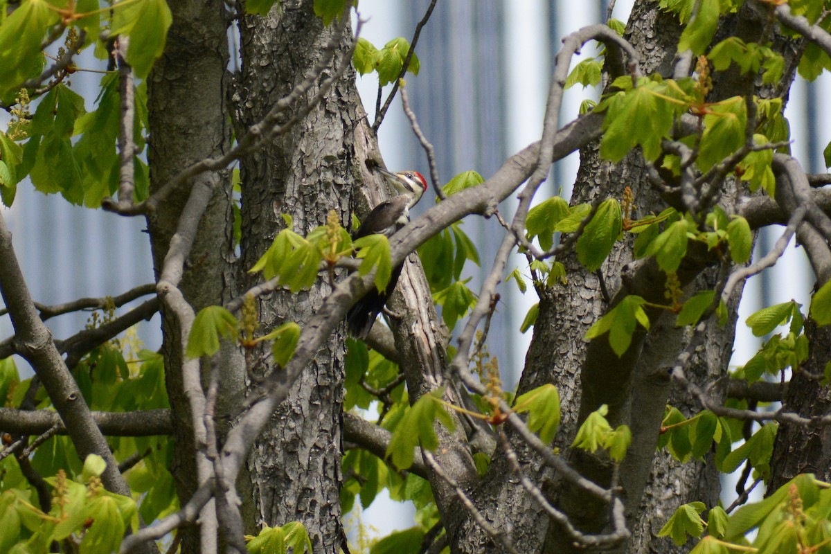 Pileated Woodpecker - David Jeffrey Ringer