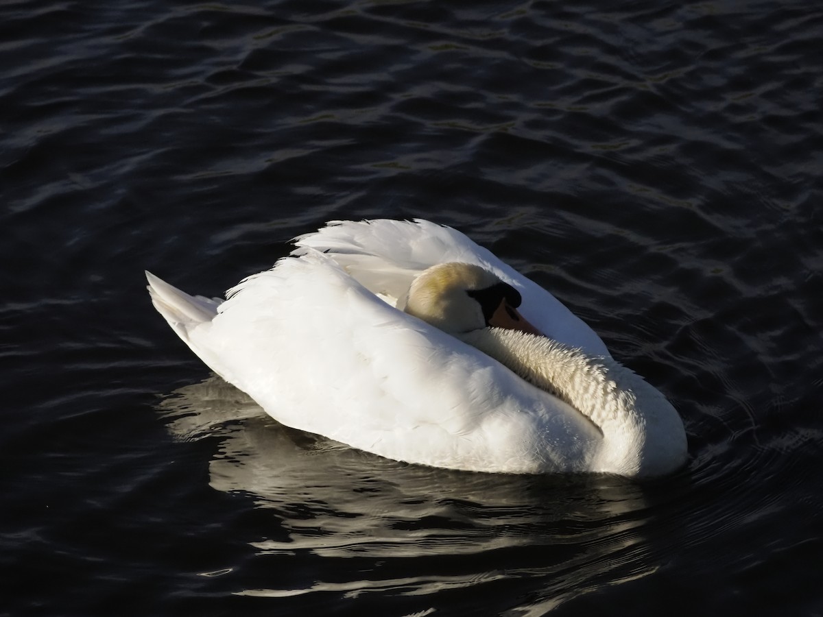 Mute Swan - ML618035731