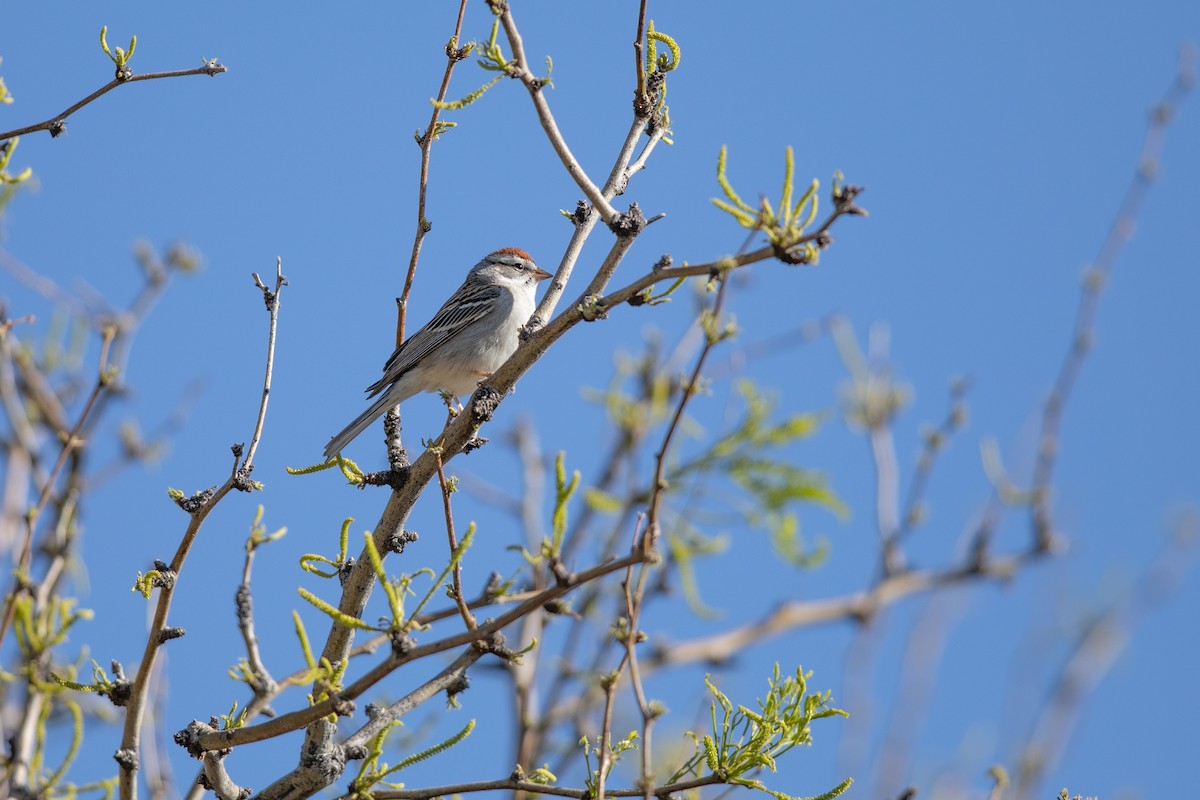 Chipping Sparrow - ML618035768