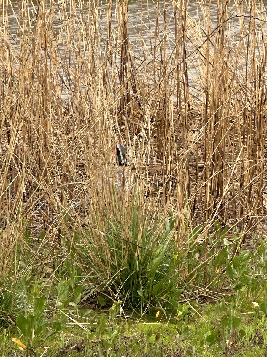 Ring-necked Pheasant - ML618035776
