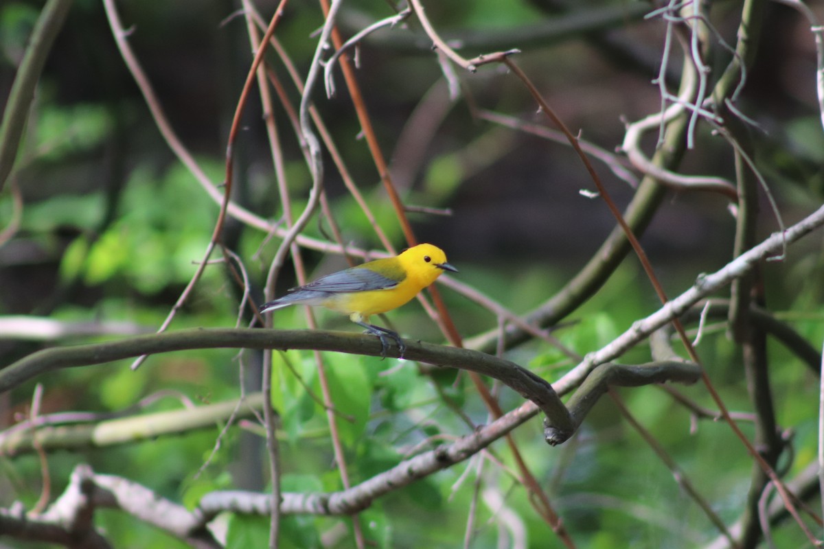 Prothonotary Warbler - Ty Sharrow